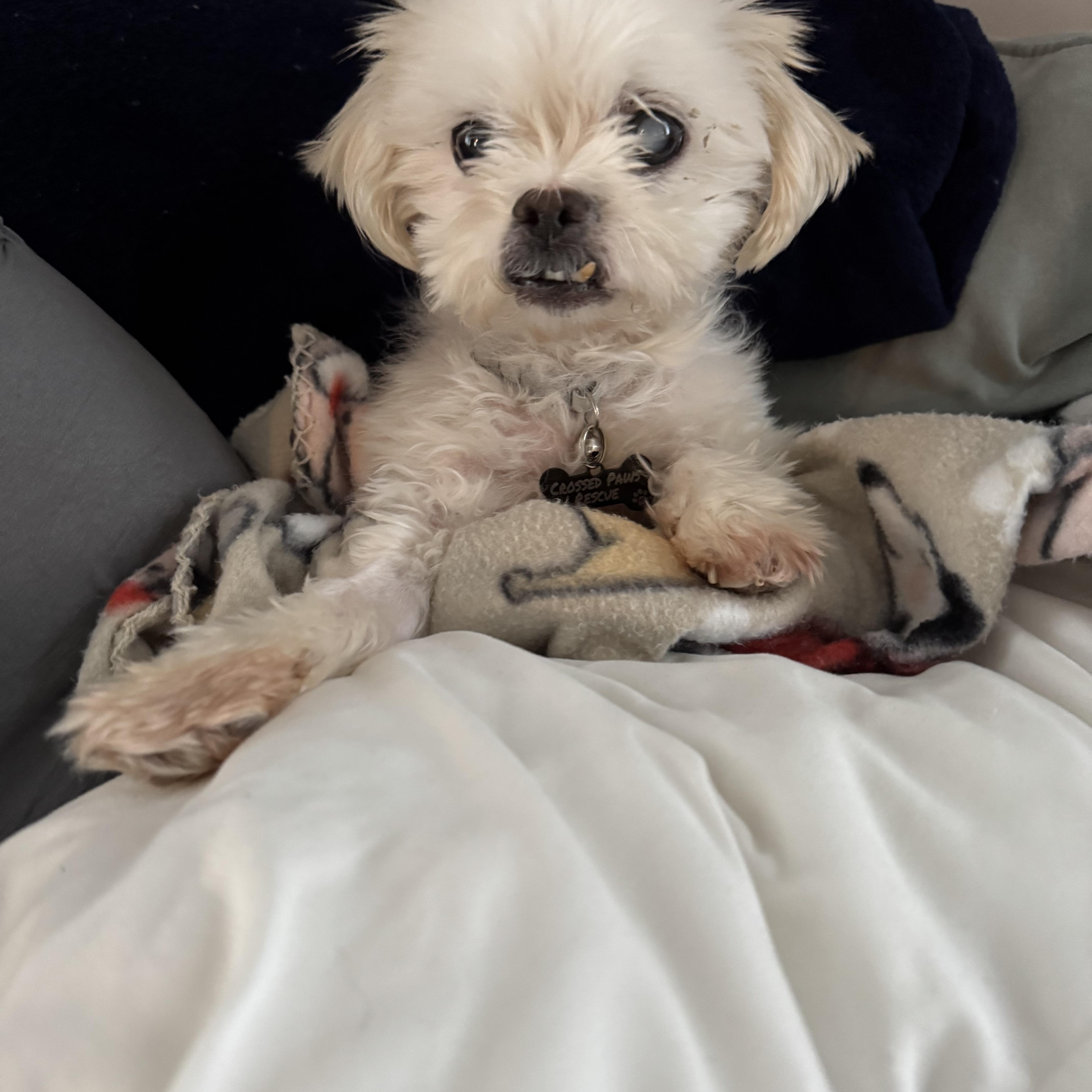 Enlarge Sabrina, a Adopted Maltese in Phillipsburg, NJ image 3/4