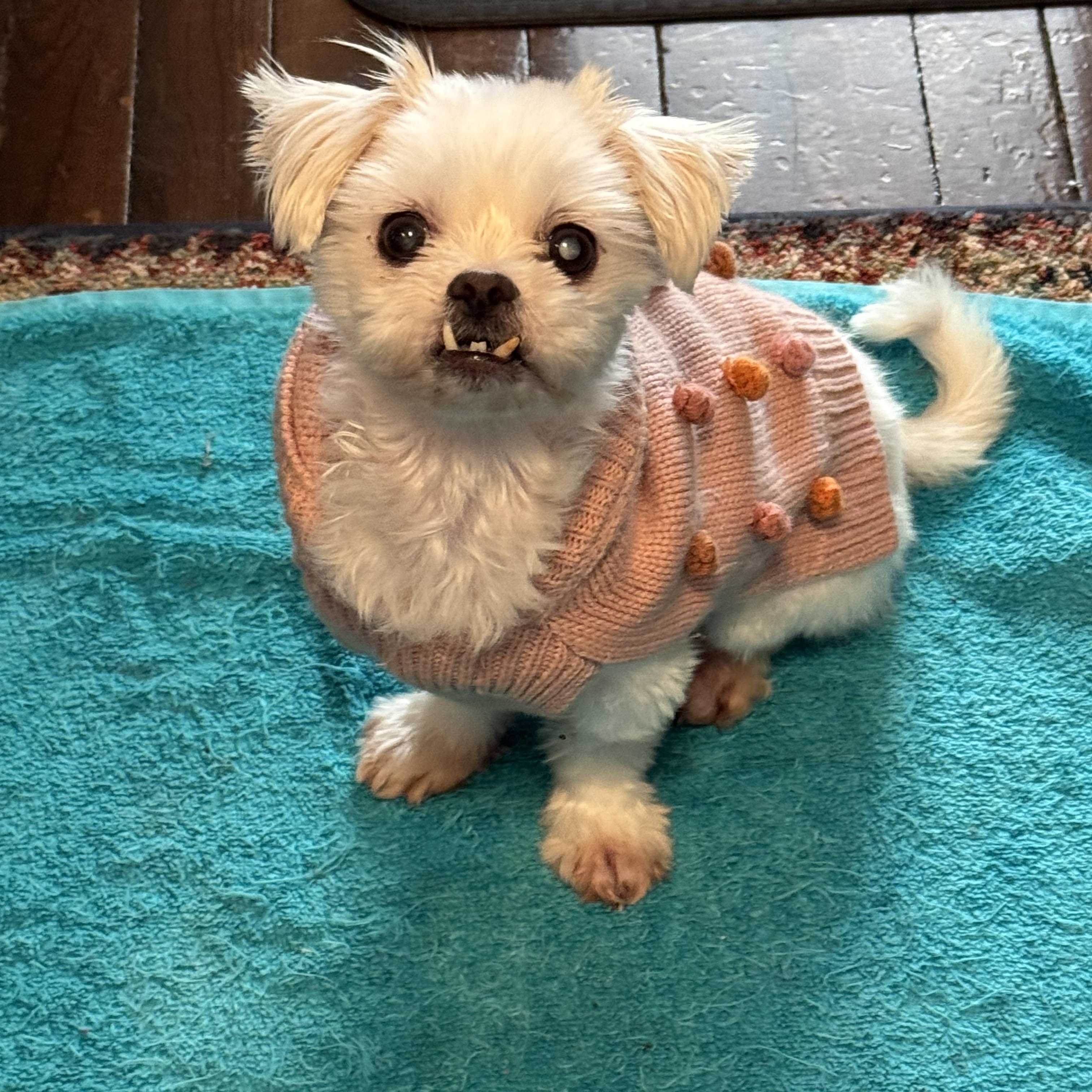 Sabrina, Adopted, Senior Female Maltese.