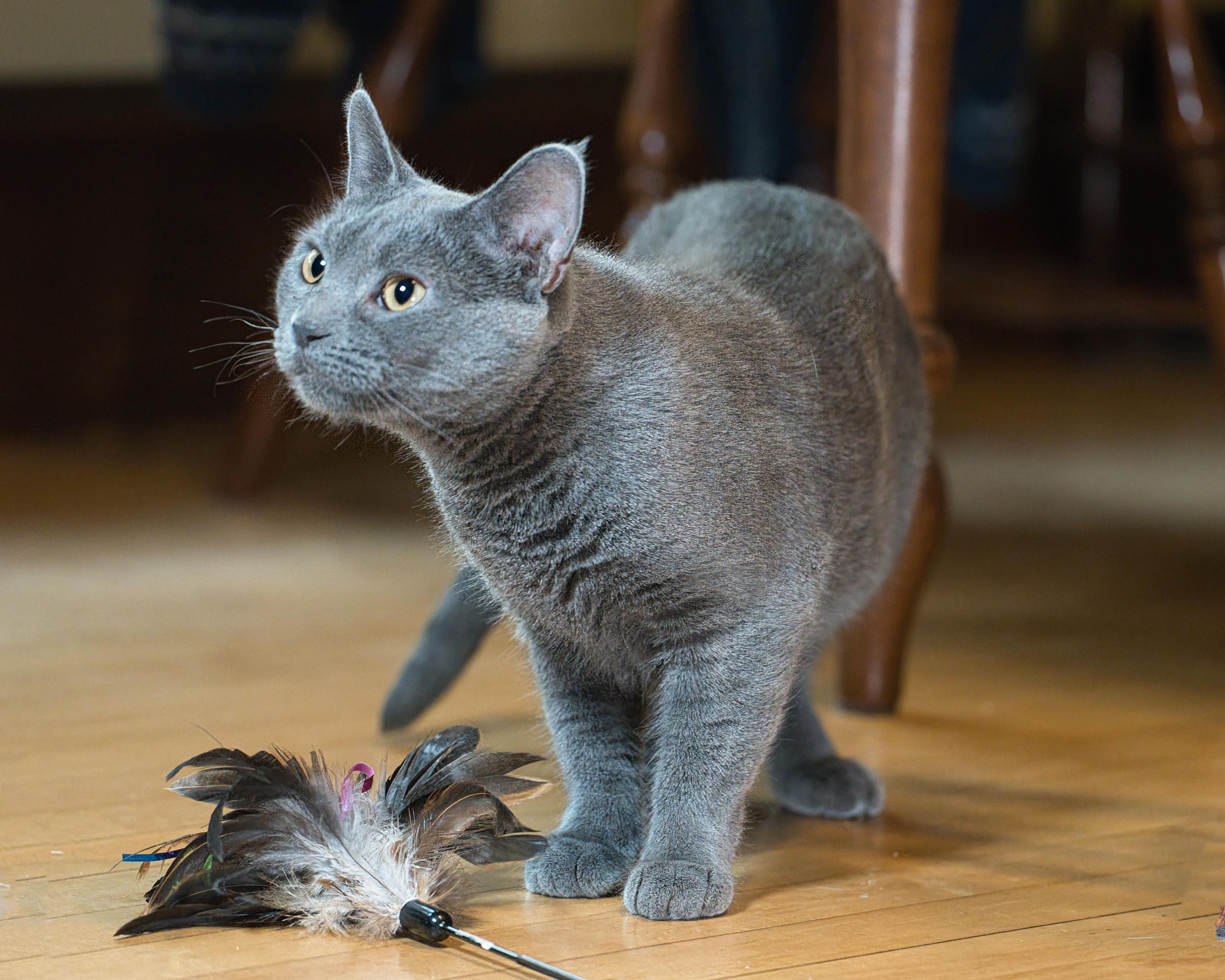 Artemis, a ADOPTABLE Domestic Short Hair in Milwaukee, WI image 3/5