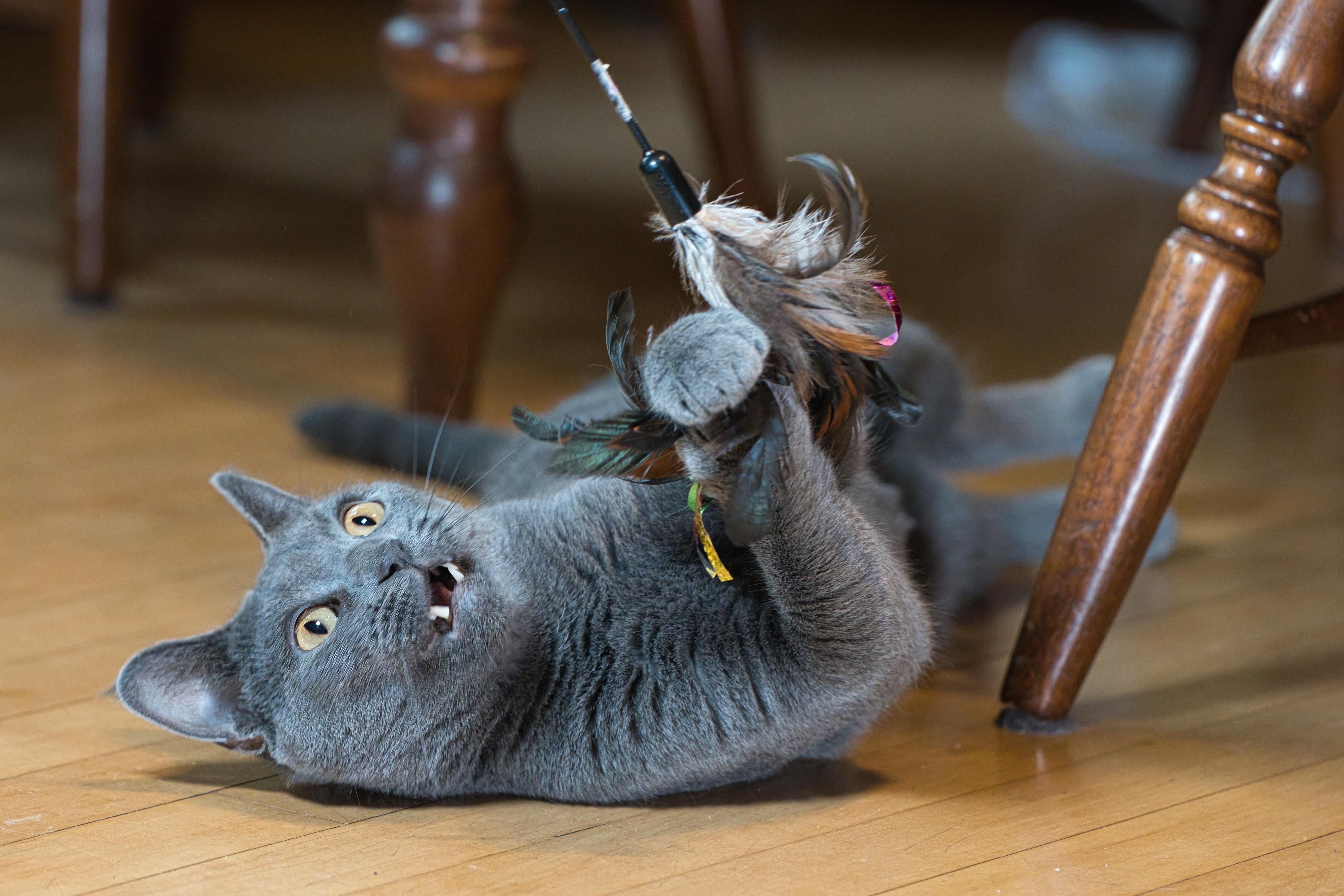 Artemis, a ADOPTABLE Domestic Short Hair in Milwaukee, WI image 2/5