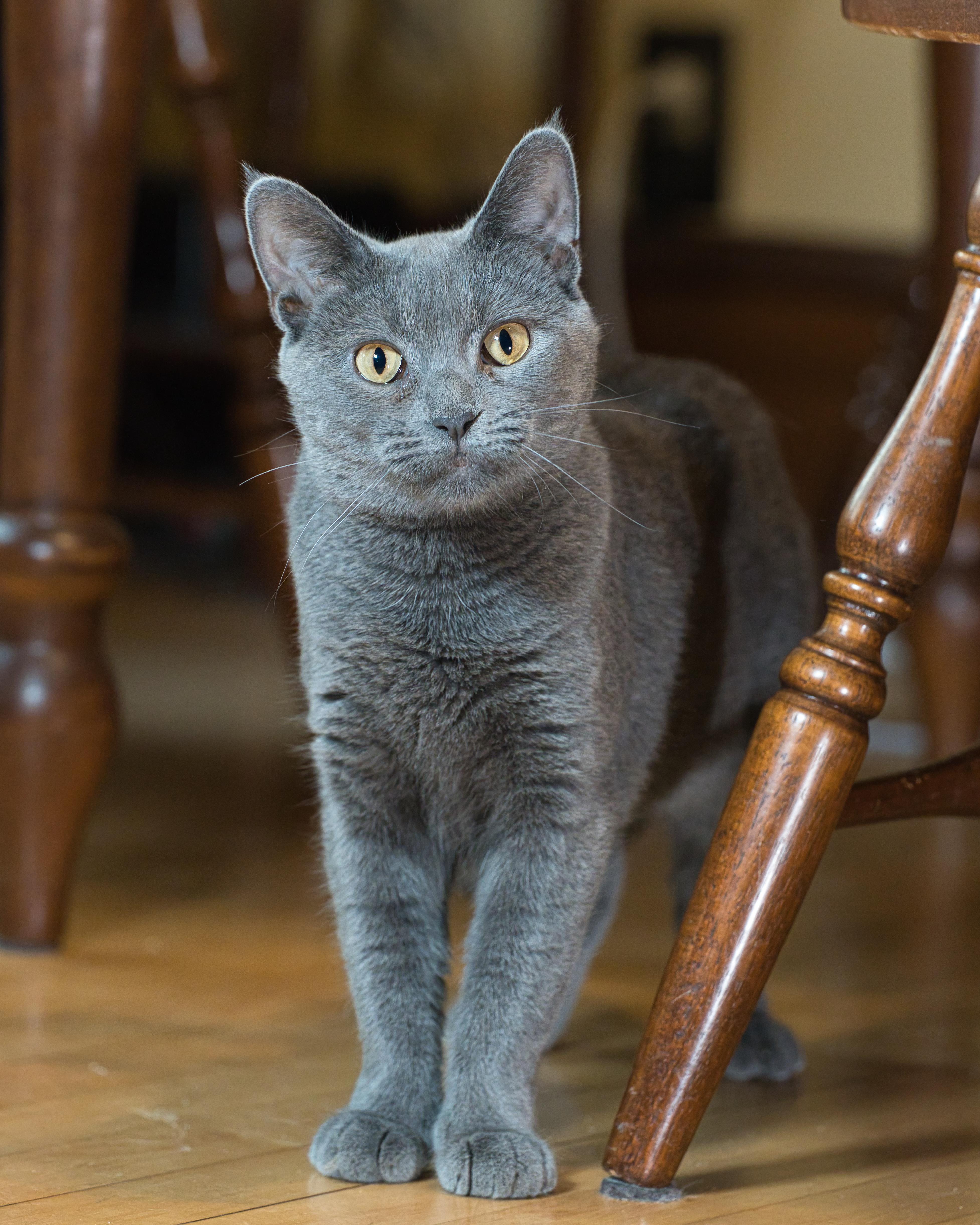 Artemis, a ADOPTABLE Domestic Short Hair in Milwaukee, WI image 1/5