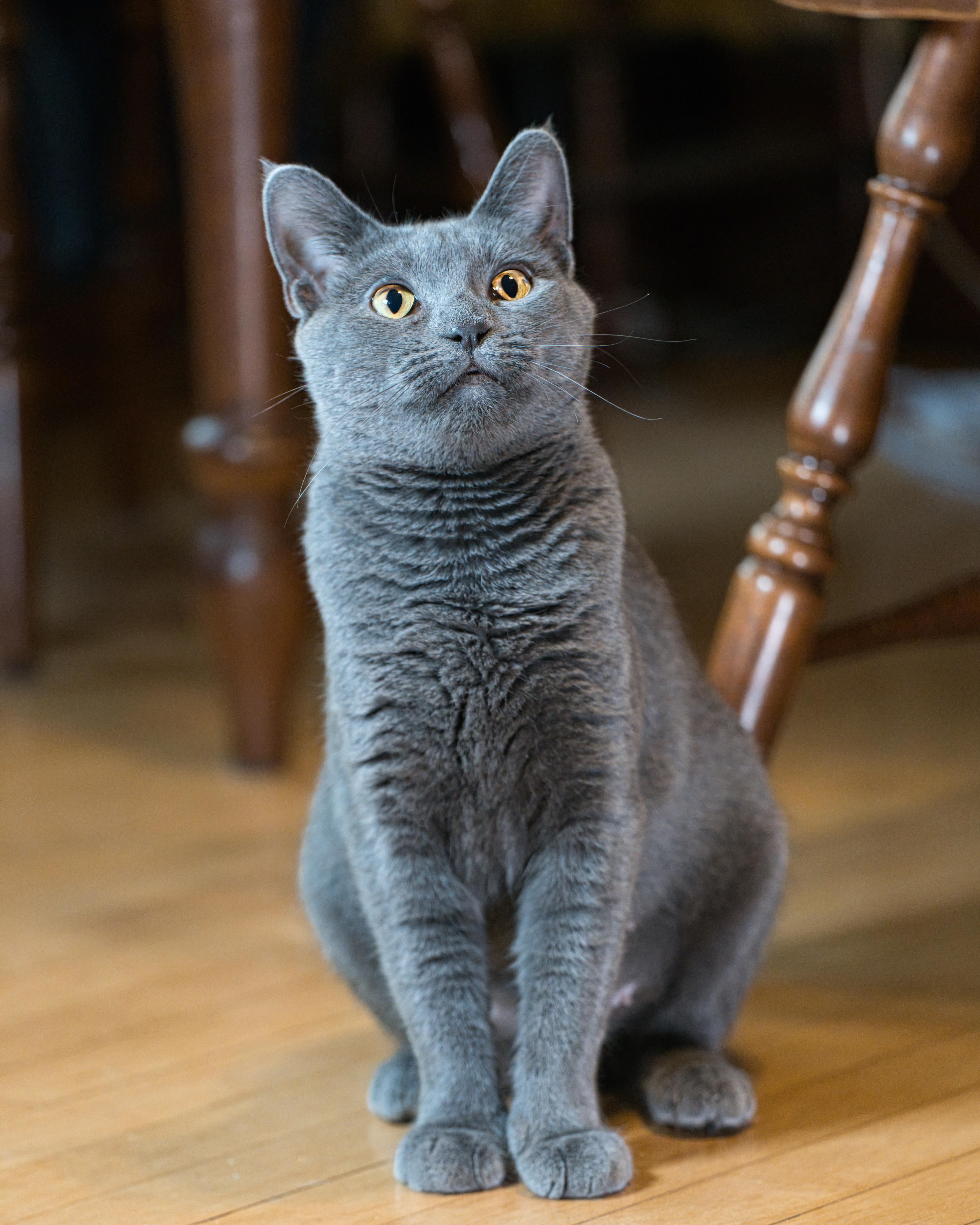 Artemis, a ADOPTABLE Domestic Short Hair in Milwaukee, WI image 5/5