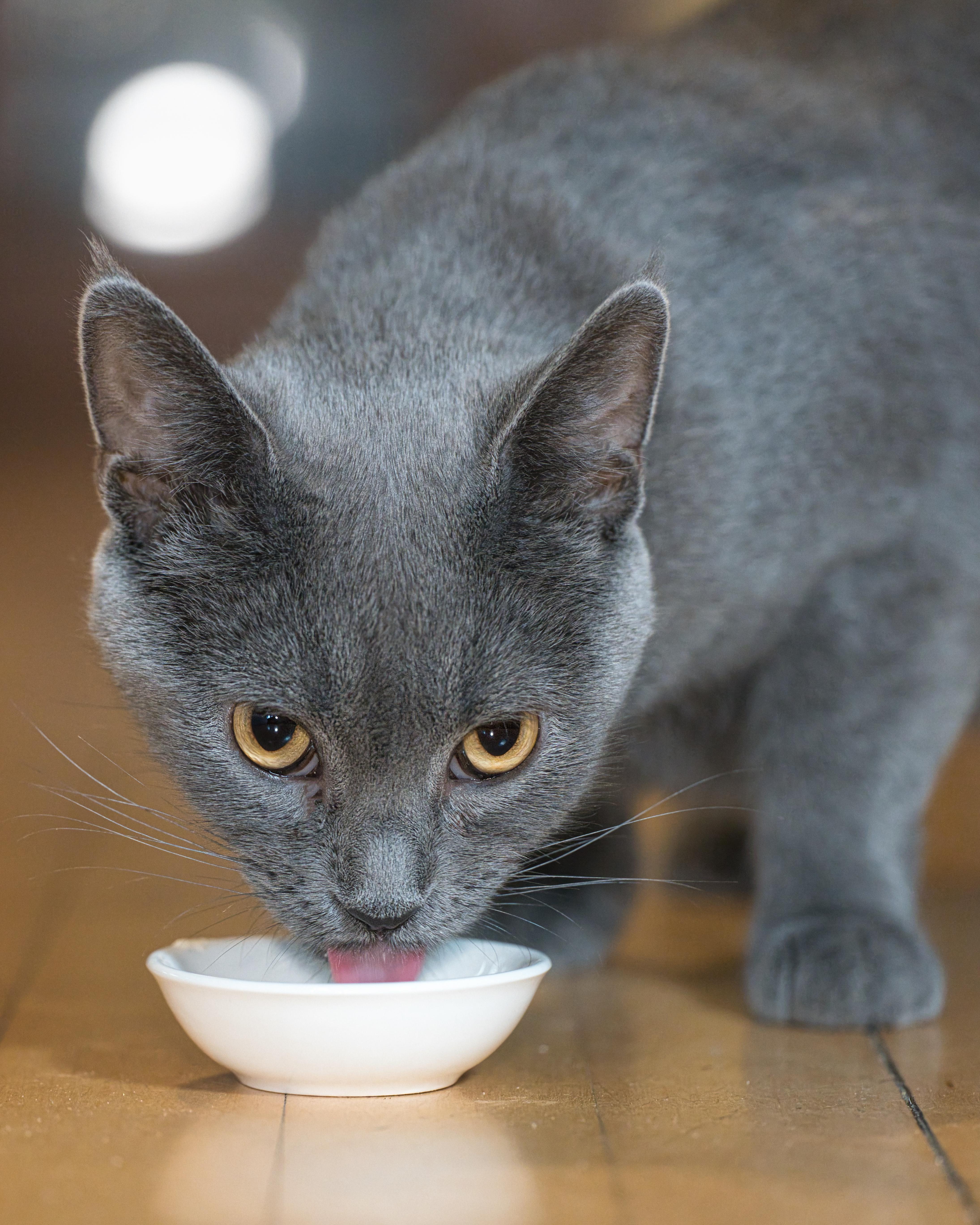 Artemis, a ADOPTABLE Domestic Short Hair in Milwaukee, WI image 4/5