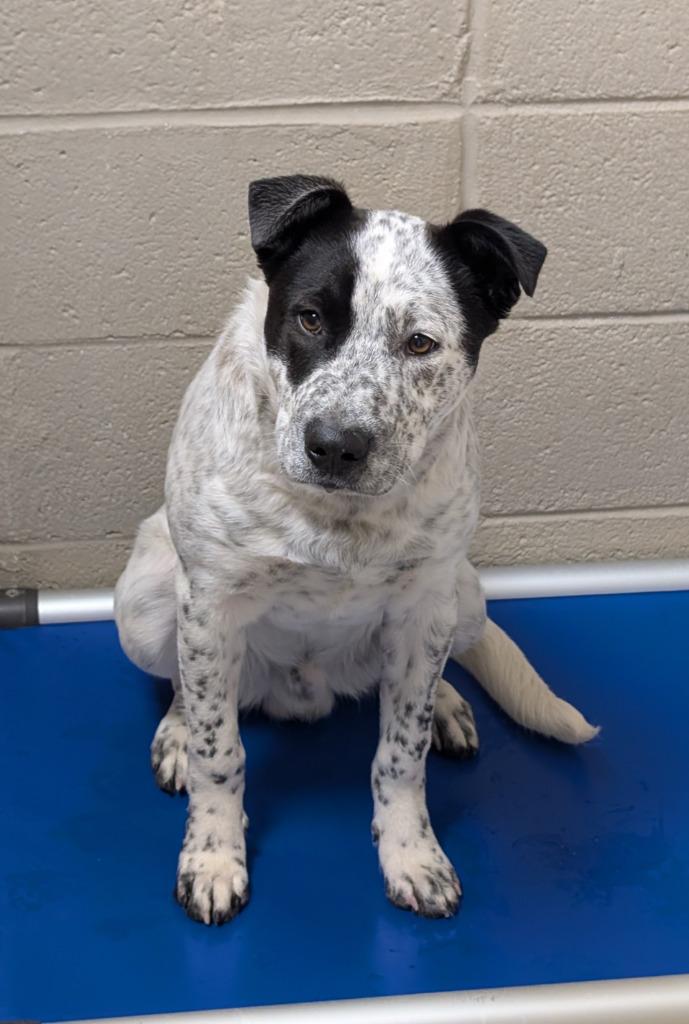 Enlarge Buck, a Adoptable mixed breed in Havre, MT image 1/1