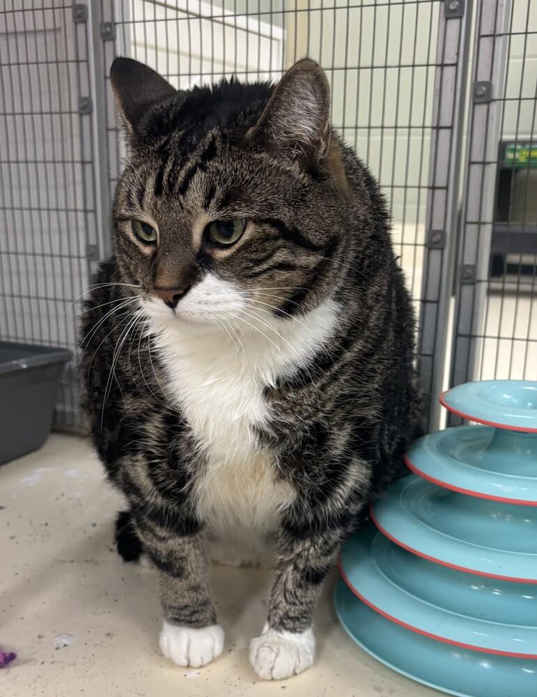 Ricky, Adoptable, Senior Male Domestic Short Hair.