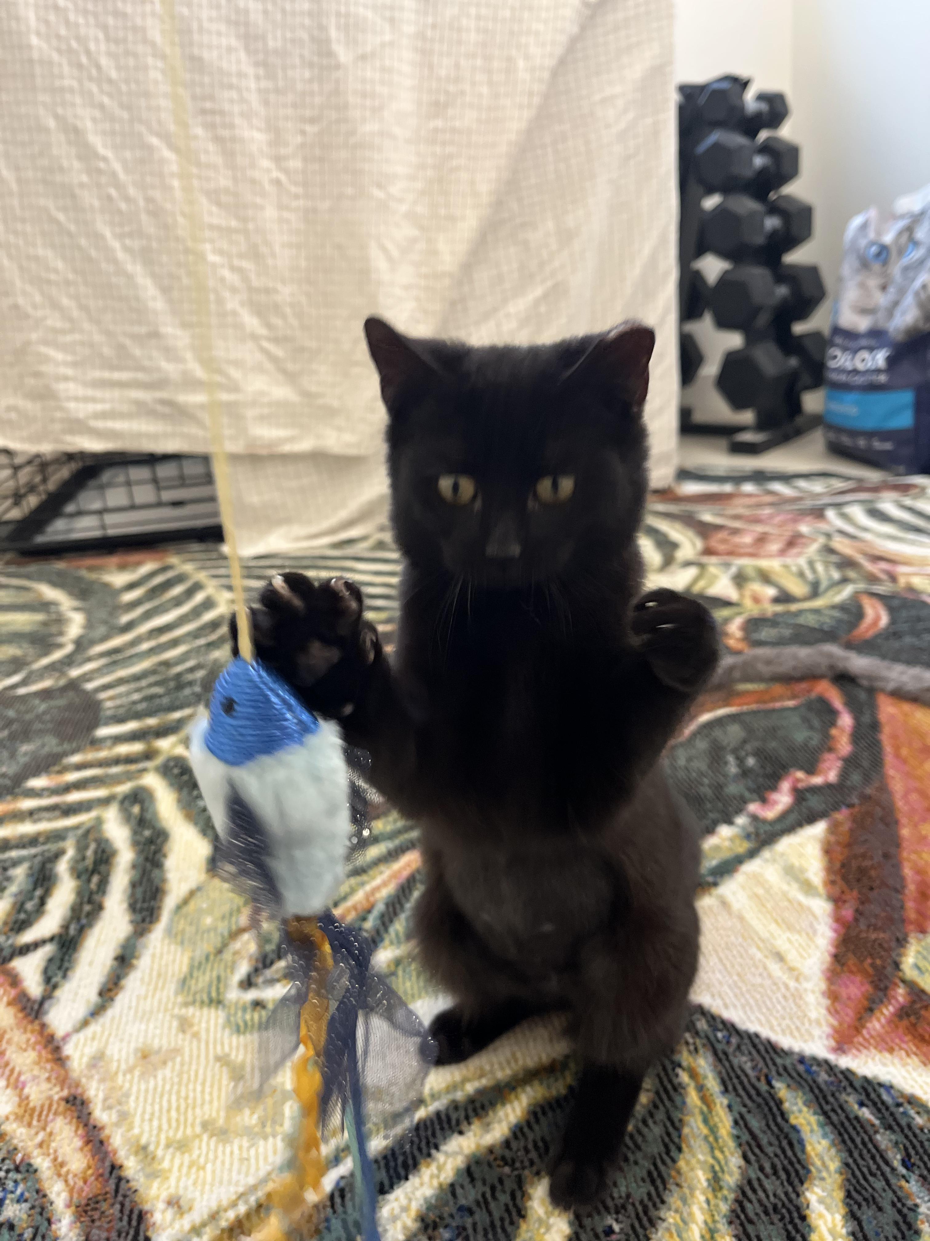 Baby Tuna, ADOPTABLE, Young Female Domestic Short Hair.