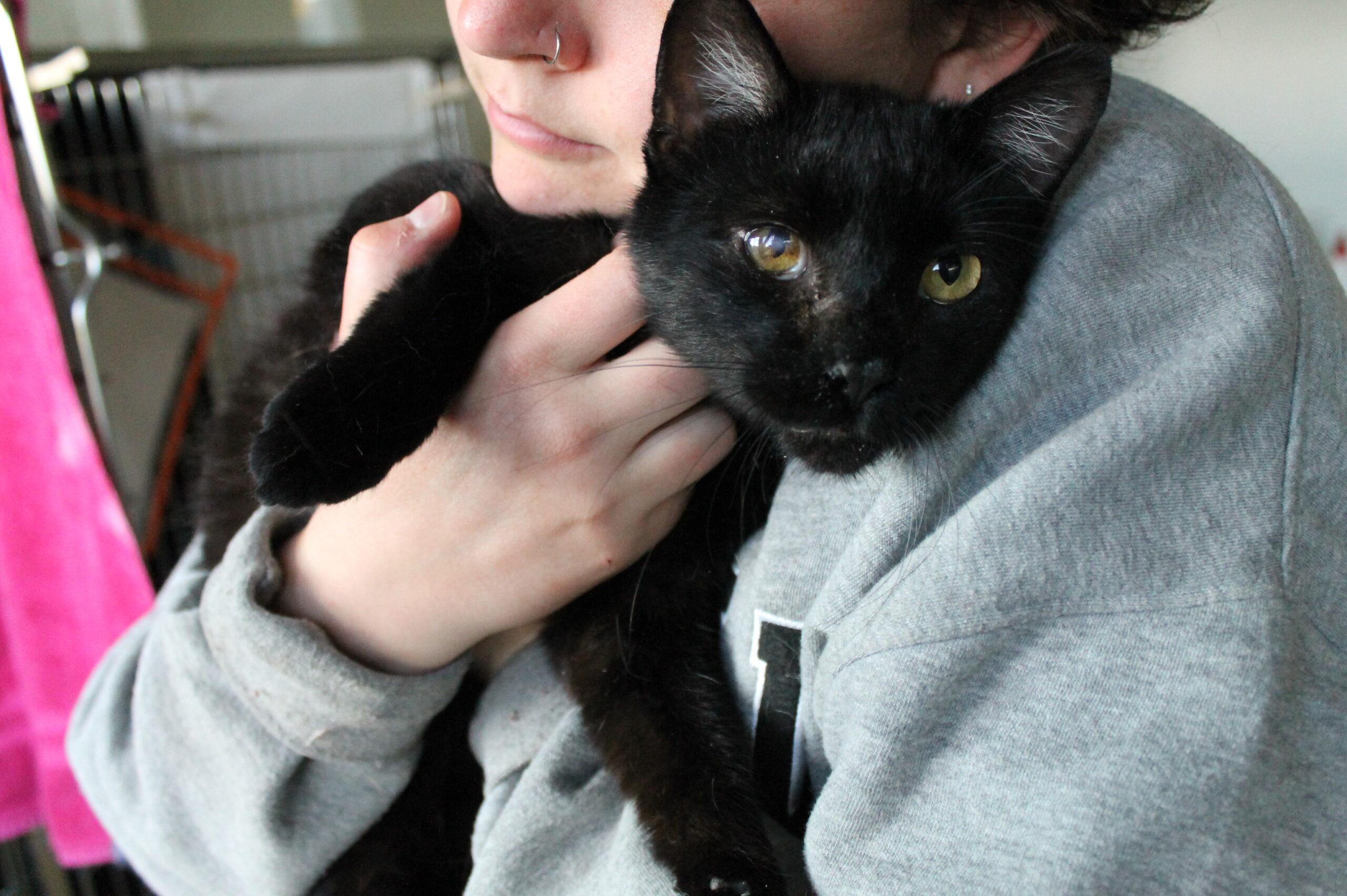 Harry, adopted, Young Male Domestic Short Hair.