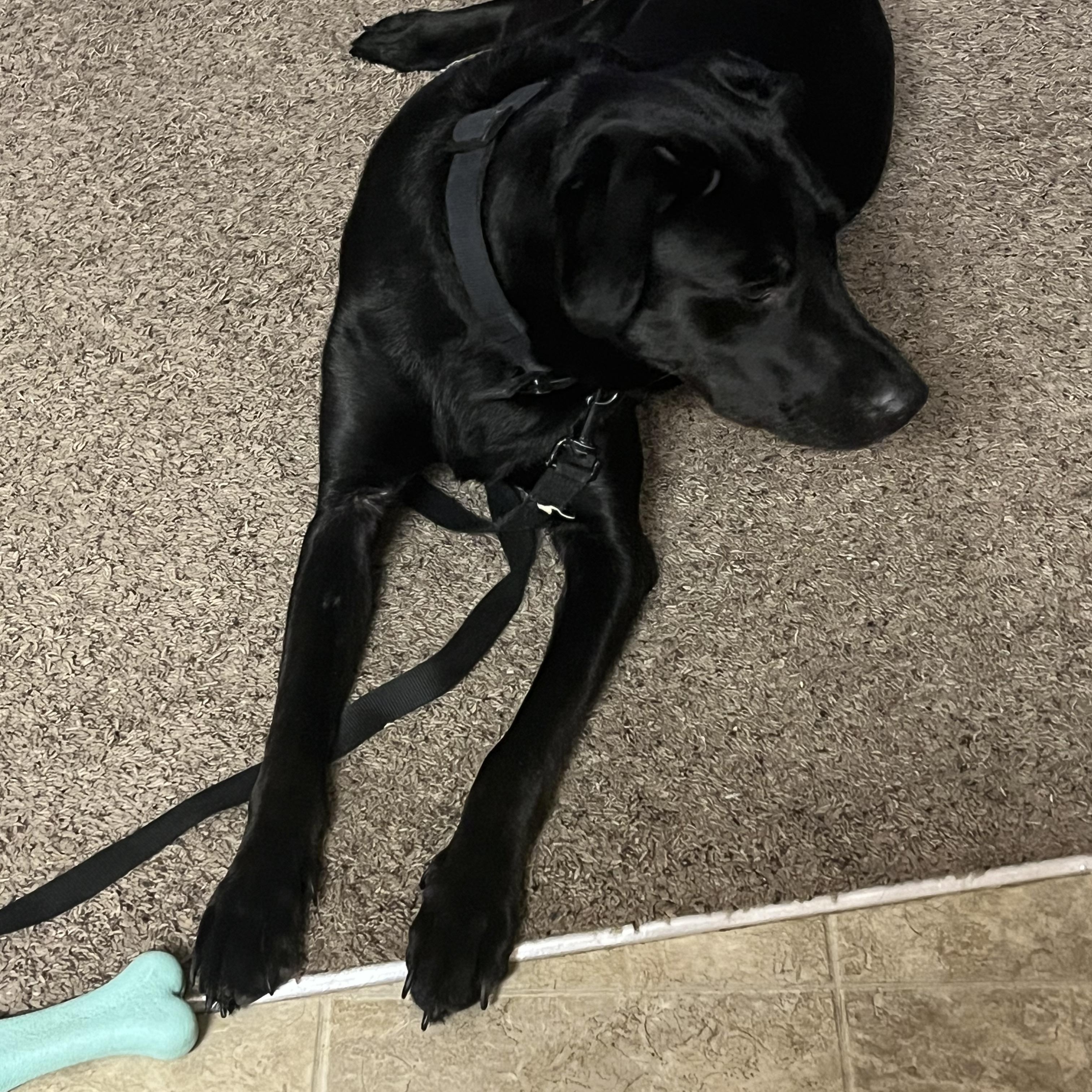 Charlie, a ADOPTABLE Black Labrador Retriever in Dickinson, ND image 2/3