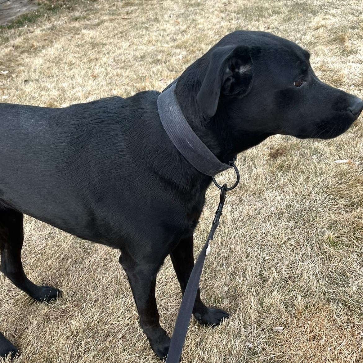 Charlie, a ADOPTABLE Black Labrador Retriever in Dickinson, ND image 1/3