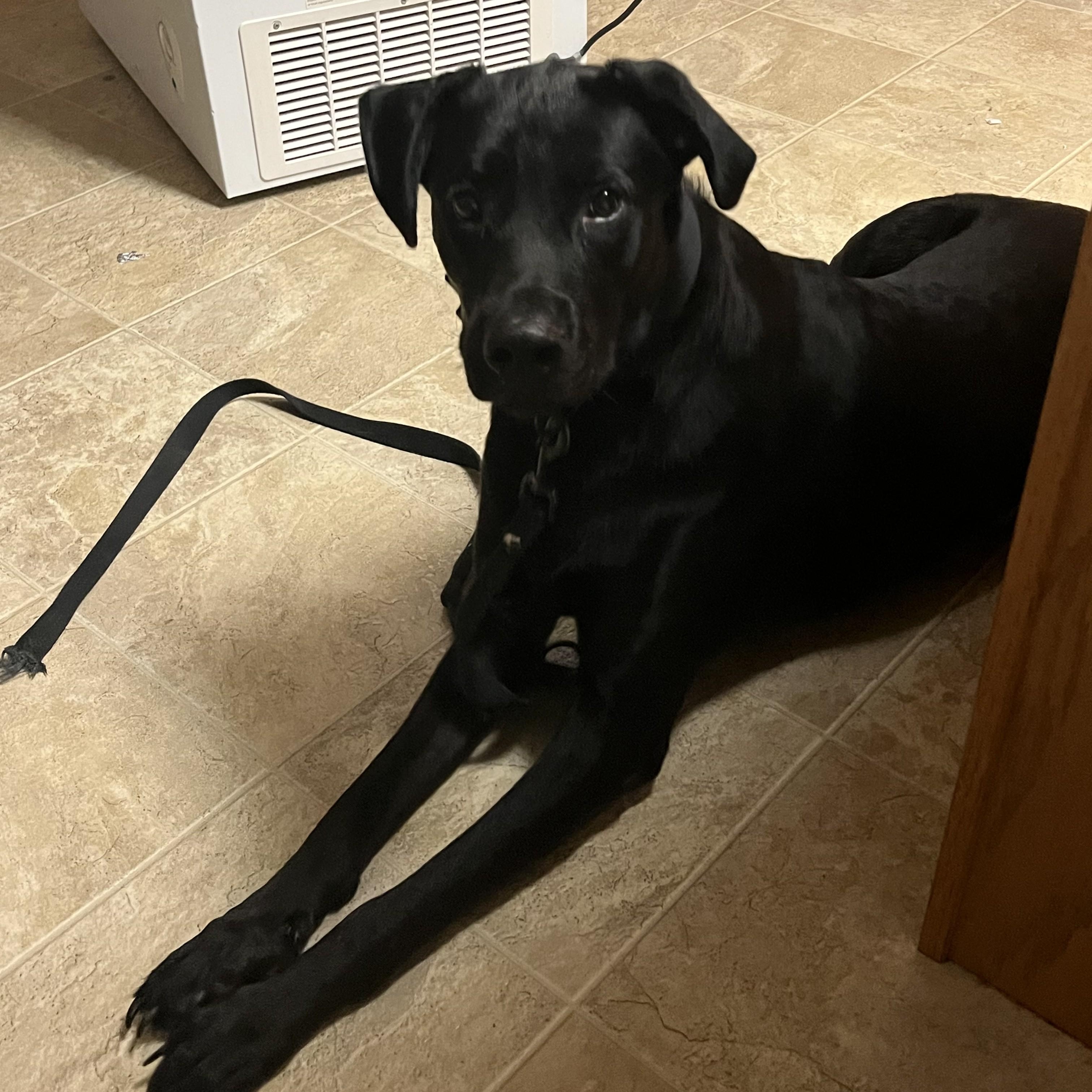 Charlie, a ADOPTABLE Black Labrador Retriever in Dickinson, ND image 3/3