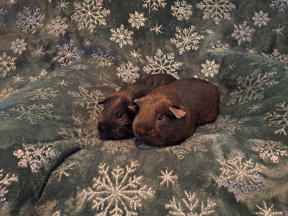 Midnight and Shadow, Adoptable, Young Male Guinea Pig & Guinea Pig.