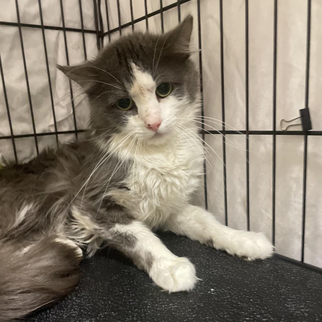 Henri Catisse, Adoptable, Senior Male Domestic Medium Hair.