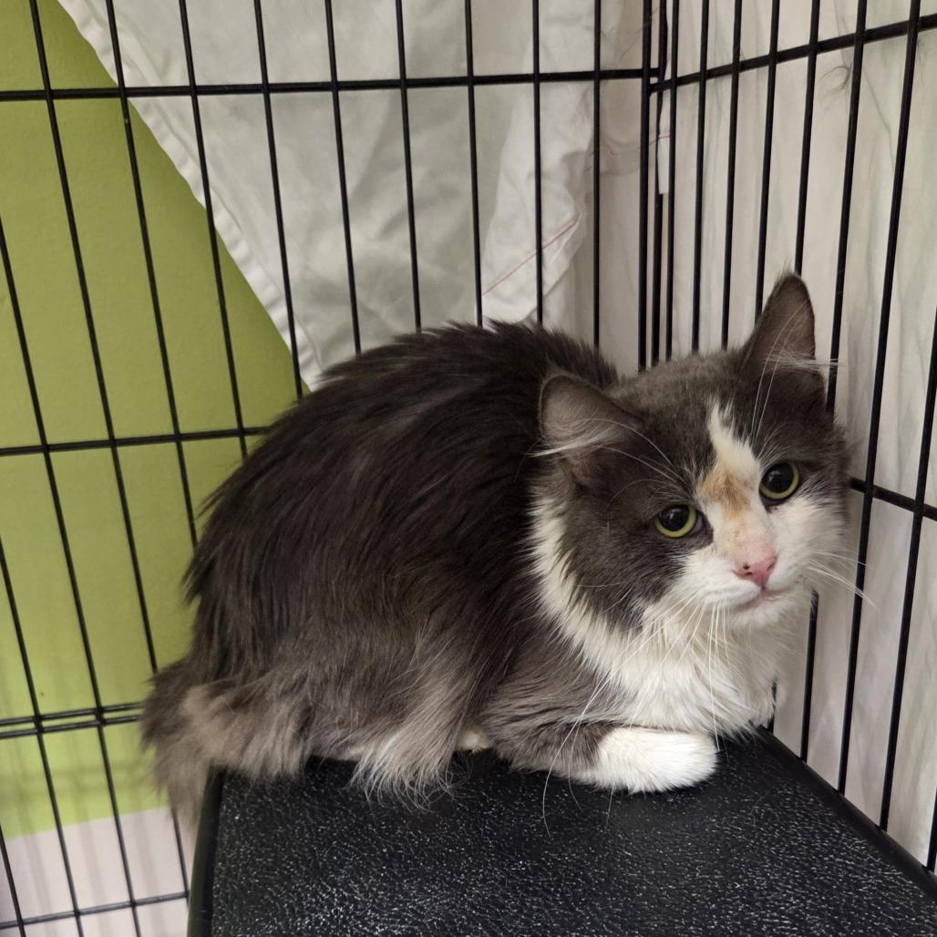 Henri Catisse, a Adoptable Domestic Medium Hair in Branson, MO image 2/3