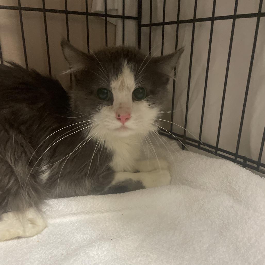 Henri Catisse, a Adoptable Domestic Medium Hair in Branson, MO image 3/3