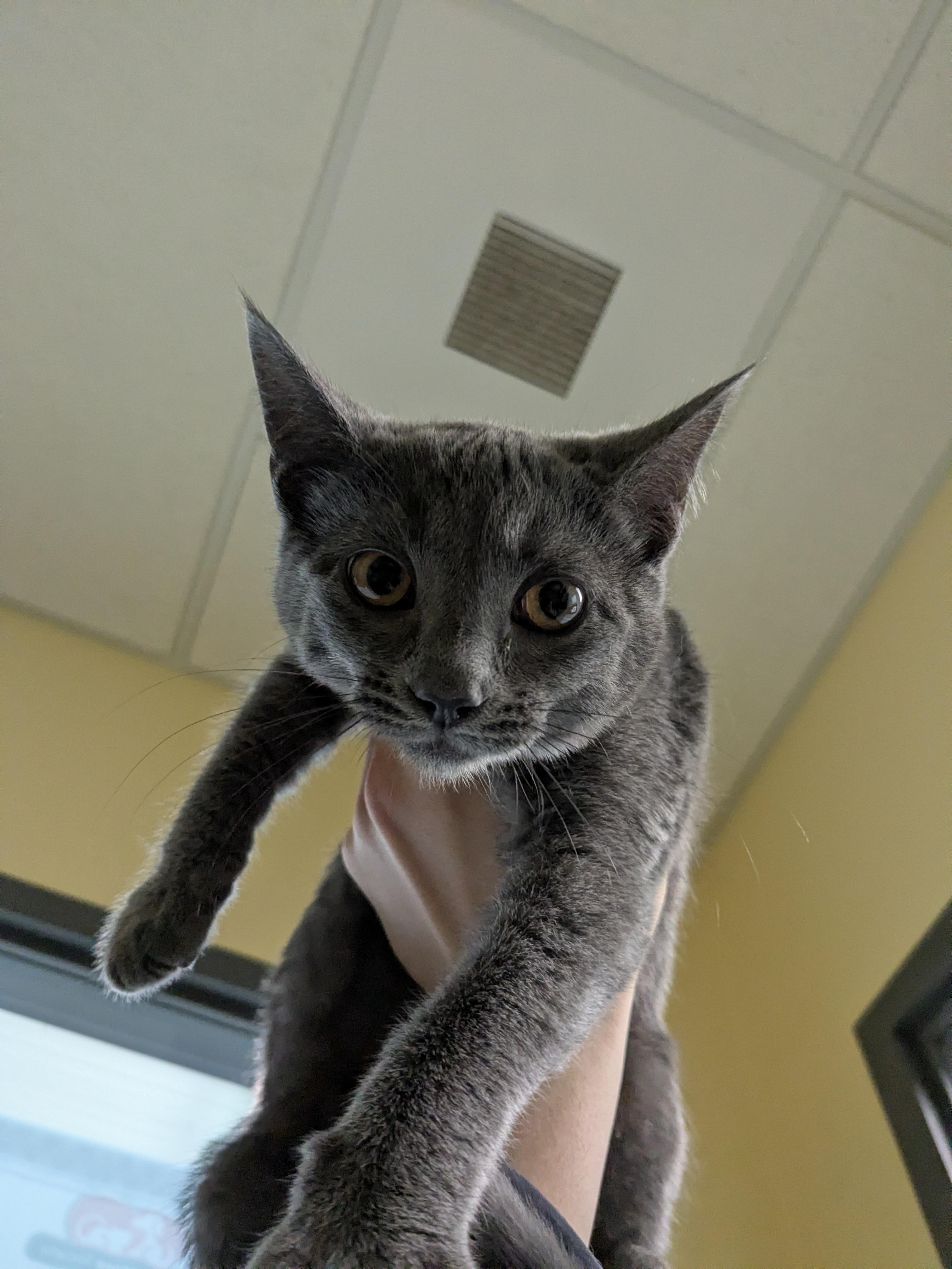 Jeorgie, Adoptable, Kitten Female Domestic Short Hair.