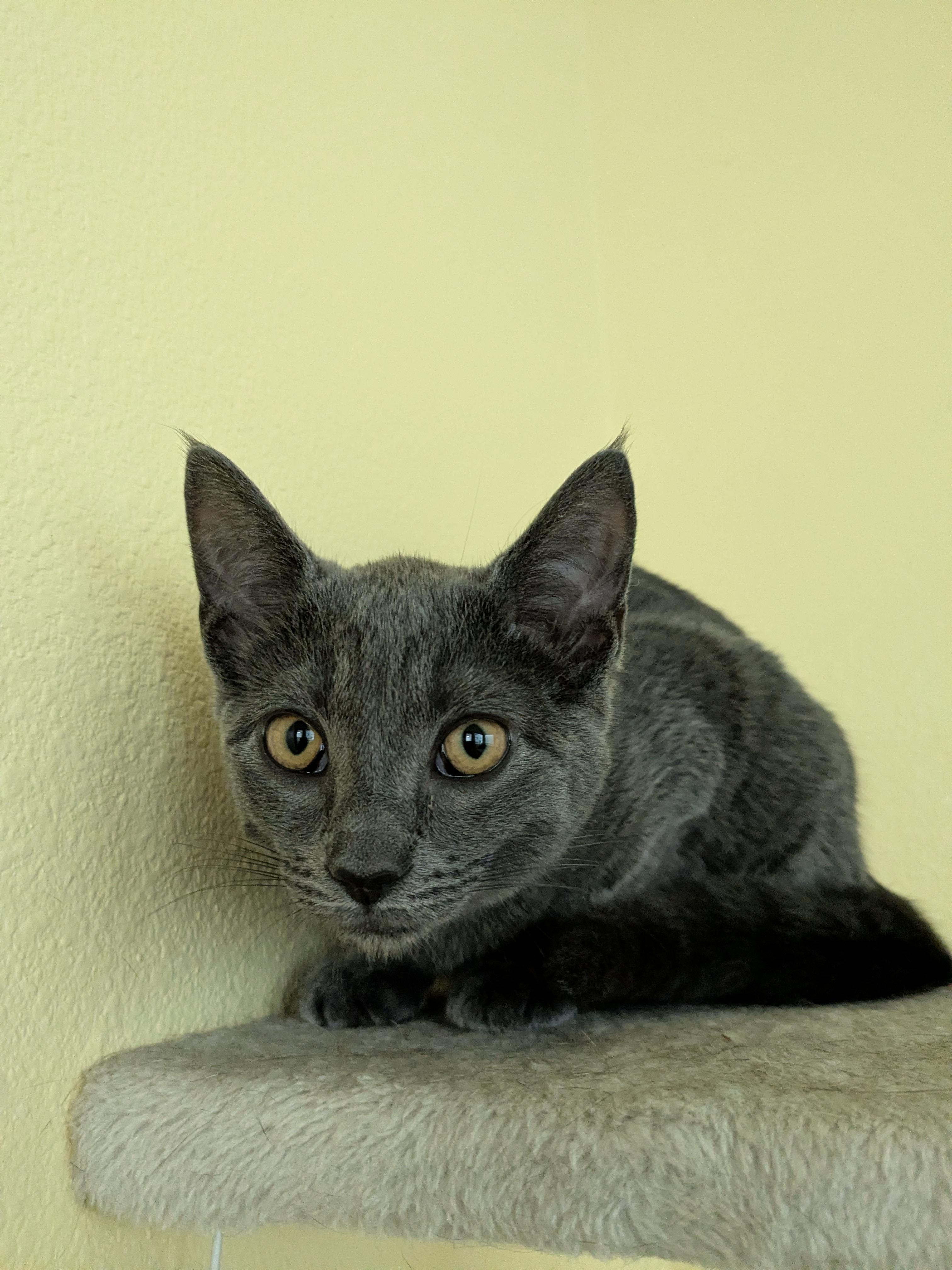 Jeorgie, a Adoptable mixed breed in Chico, CA image 2/3