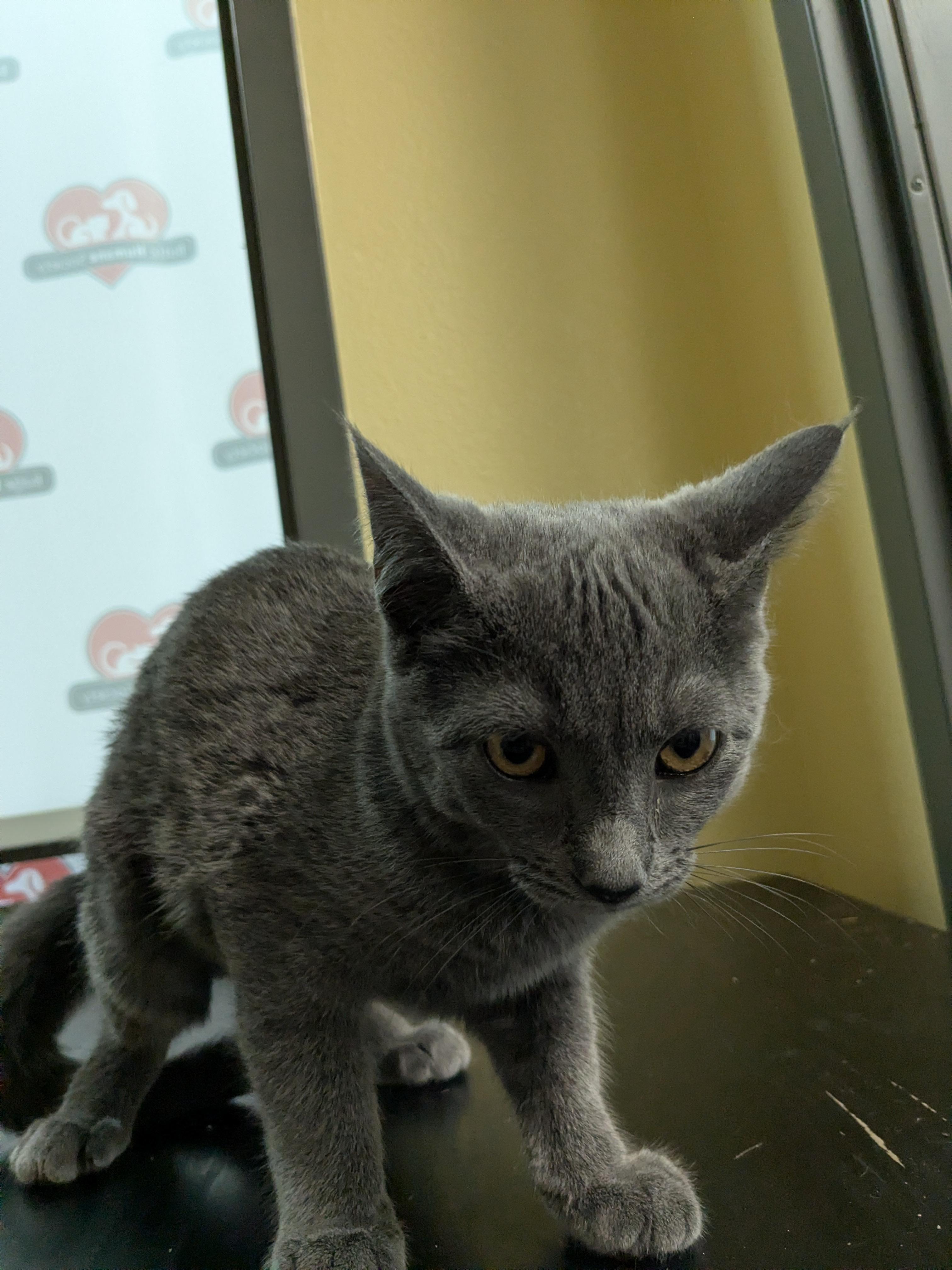 Jeorgie, a Adoptable mixed breed in Chico, CA image 3/3