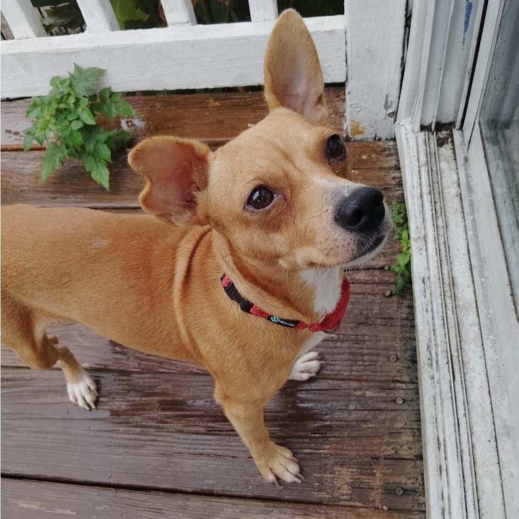 Red, Adoptable, Puppy Male Chihuahua.
