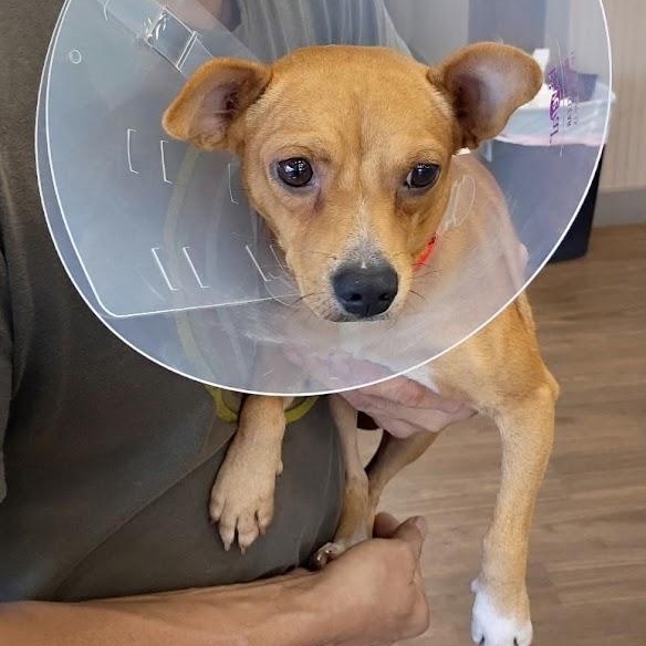 Enlarge Red, a Adoptable mixed breed in Paramus, NJ image 3/6
