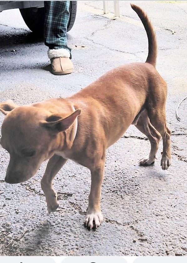 Enlarge Red, a Adoptable mixed breed in Paramus, NJ image 5/6
