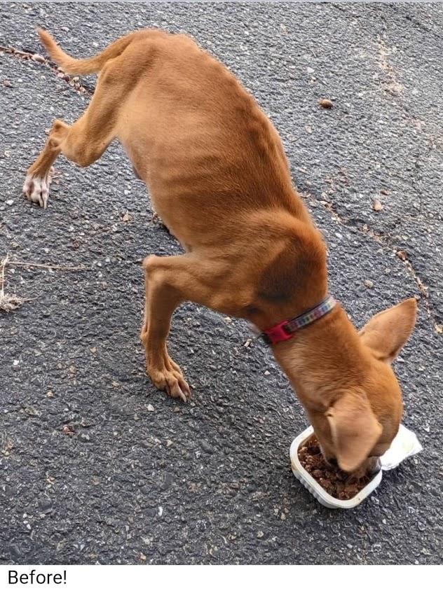 Enlarge Red, a Adoptable mixed breed in Paramus, NJ image 6/6