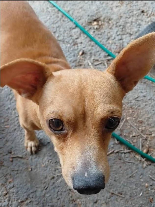 Enlarge Red, a Adoptable mixed breed in Paramus, NJ image 2/6