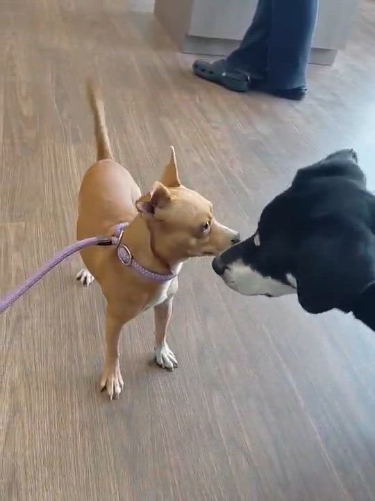 Enlarge Red, a Adoptable mixed breed in Paramus, NJ video 4/6