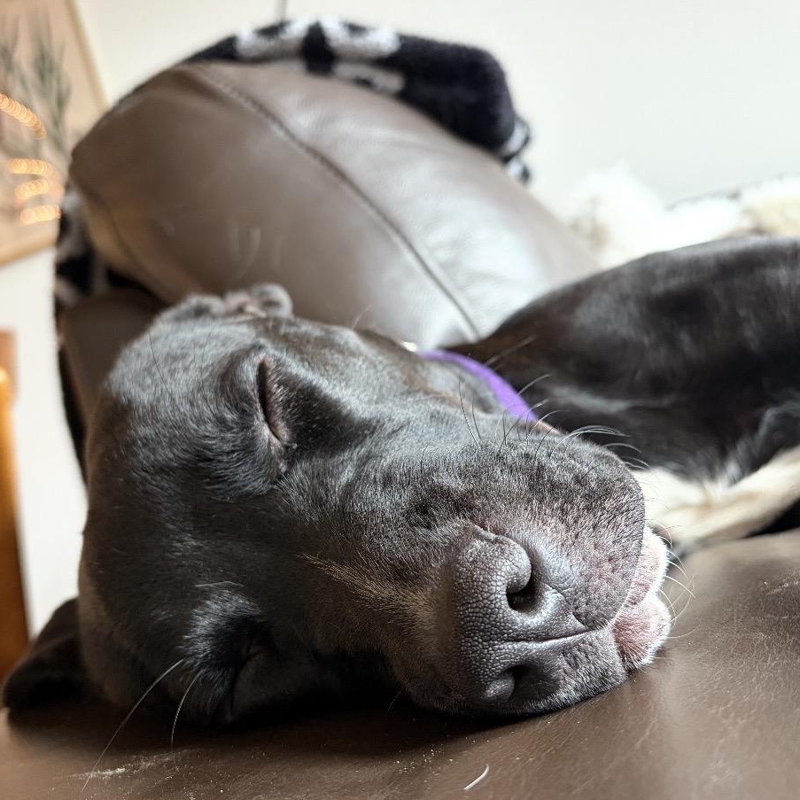 Dixie, ADOPTABLE, Puppy Female American Staffordshire Terrier & Black Labrador Retriever.