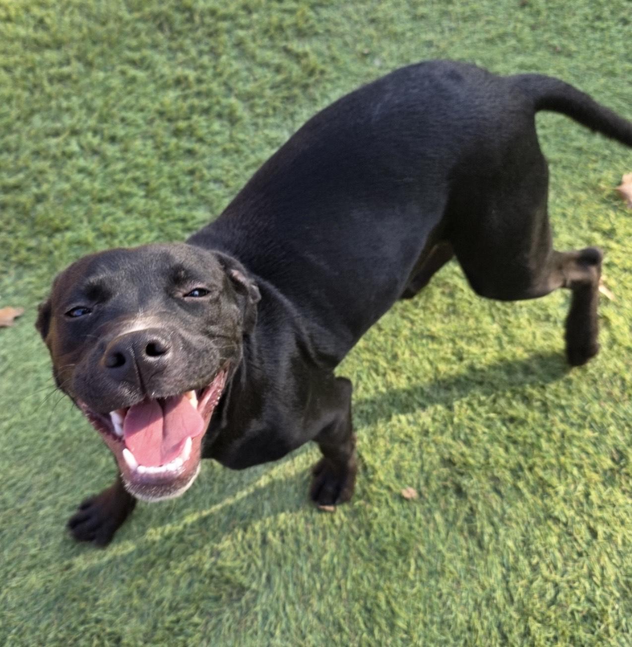 Dixie, a ADOPTABLE mixed breed in Huntington, NY image 1/5