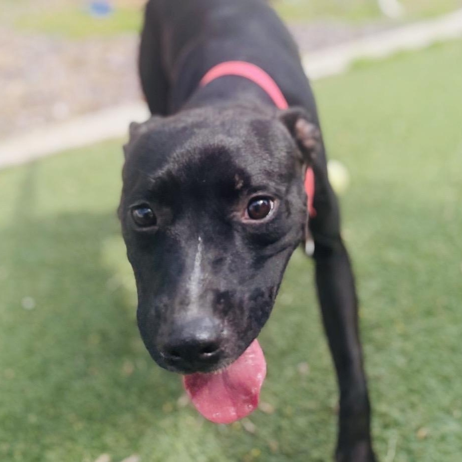 Enlarge Dixie, a ADOPTABLE mixed breed in Seabrook, NH image 4/6