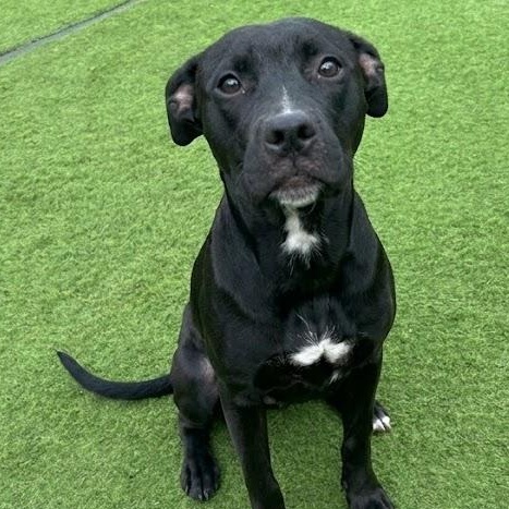 Enlarge Dixie, a ADOPTABLE mixed breed in Seabrook, NH image 1/6
