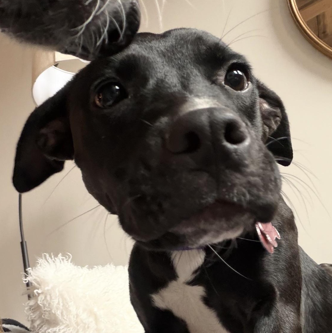 Enlarge Dixie, a ADOPTABLE mixed breed in Seabrook, NH image 5/6