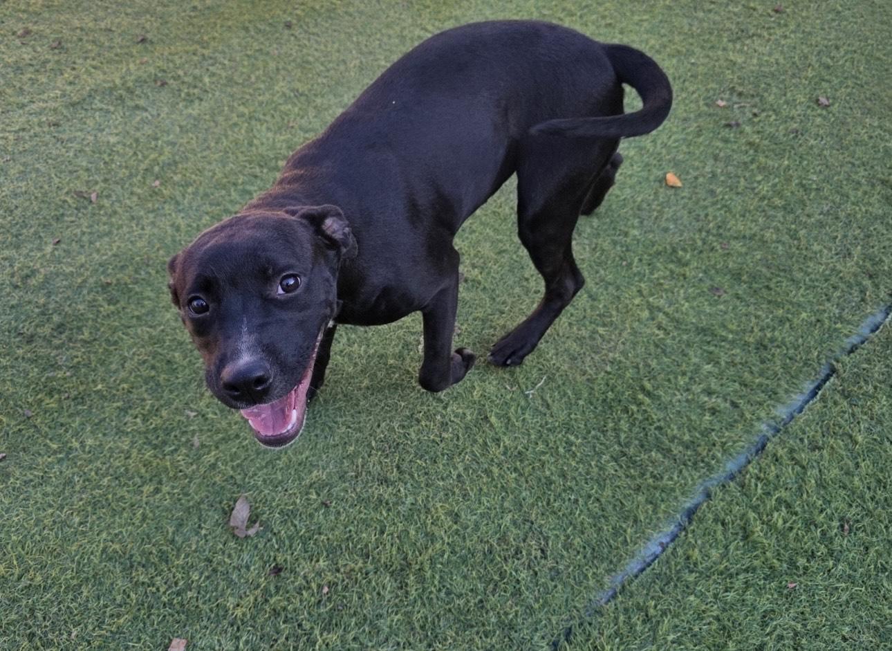 Dixie, a ADOPTABLE mixed breed in Huntington, NY image 4/5