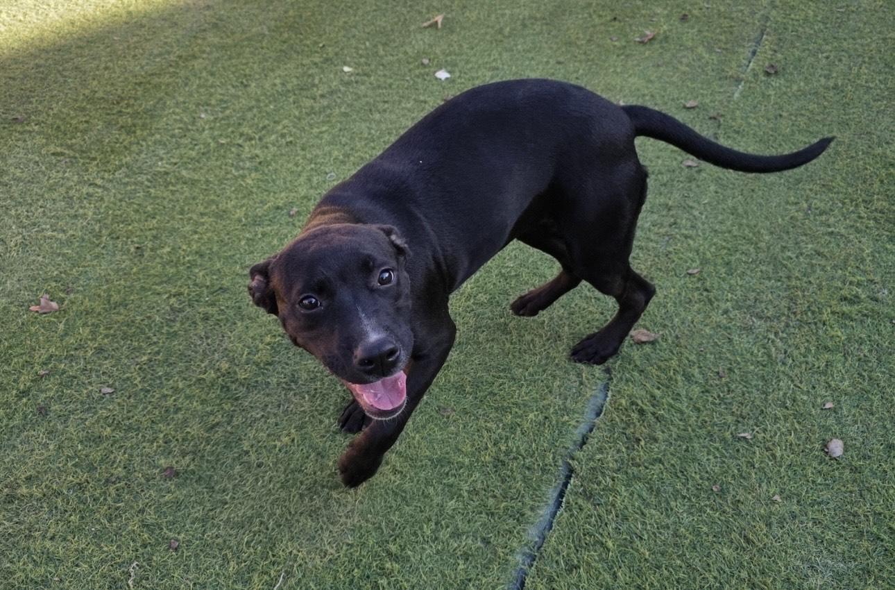 Dixie, a ADOPTABLE mixed breed in Huntington, NY image 5/5