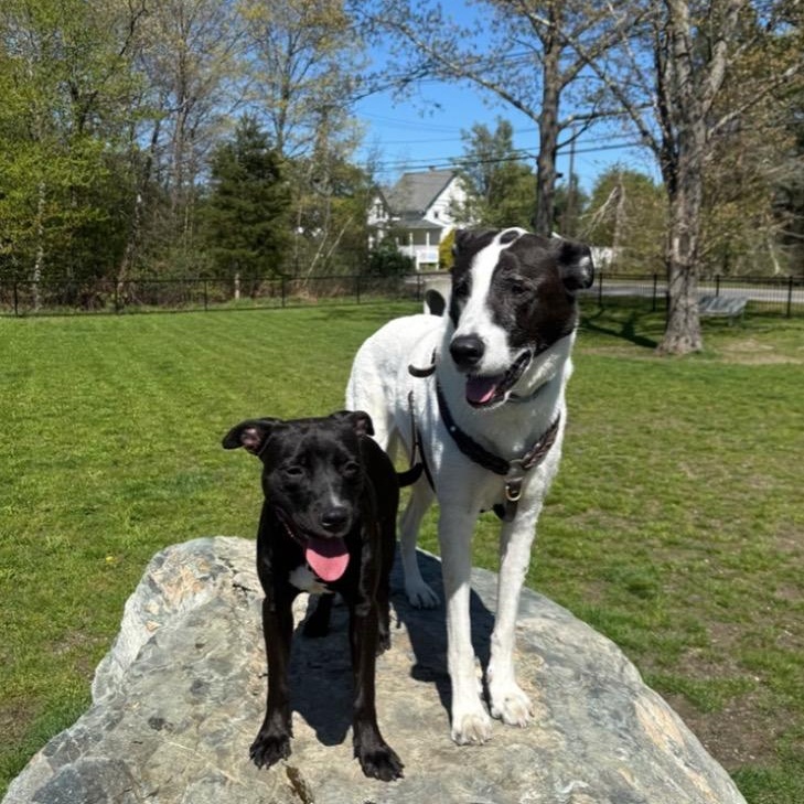 Enlarge Dixie, a ADOPTABLE mixed breed in Seabrook, NH image 6/6