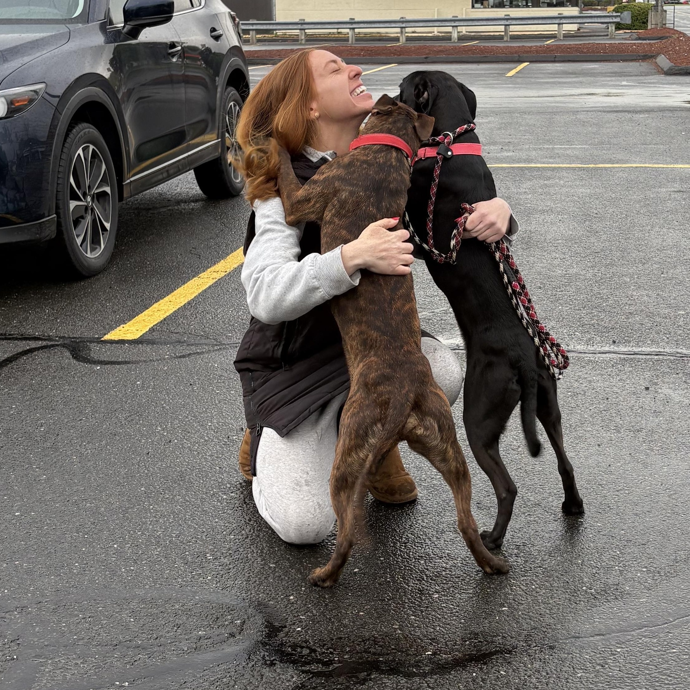 Enlarge Dixie, a ADOPTABLE mixed breed in Seabrook, NH image 6/6