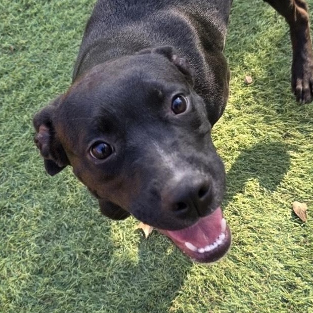 Enlarge Dixie, a ADOPTABLE mixed breed in Seabrook, NH image 3/6