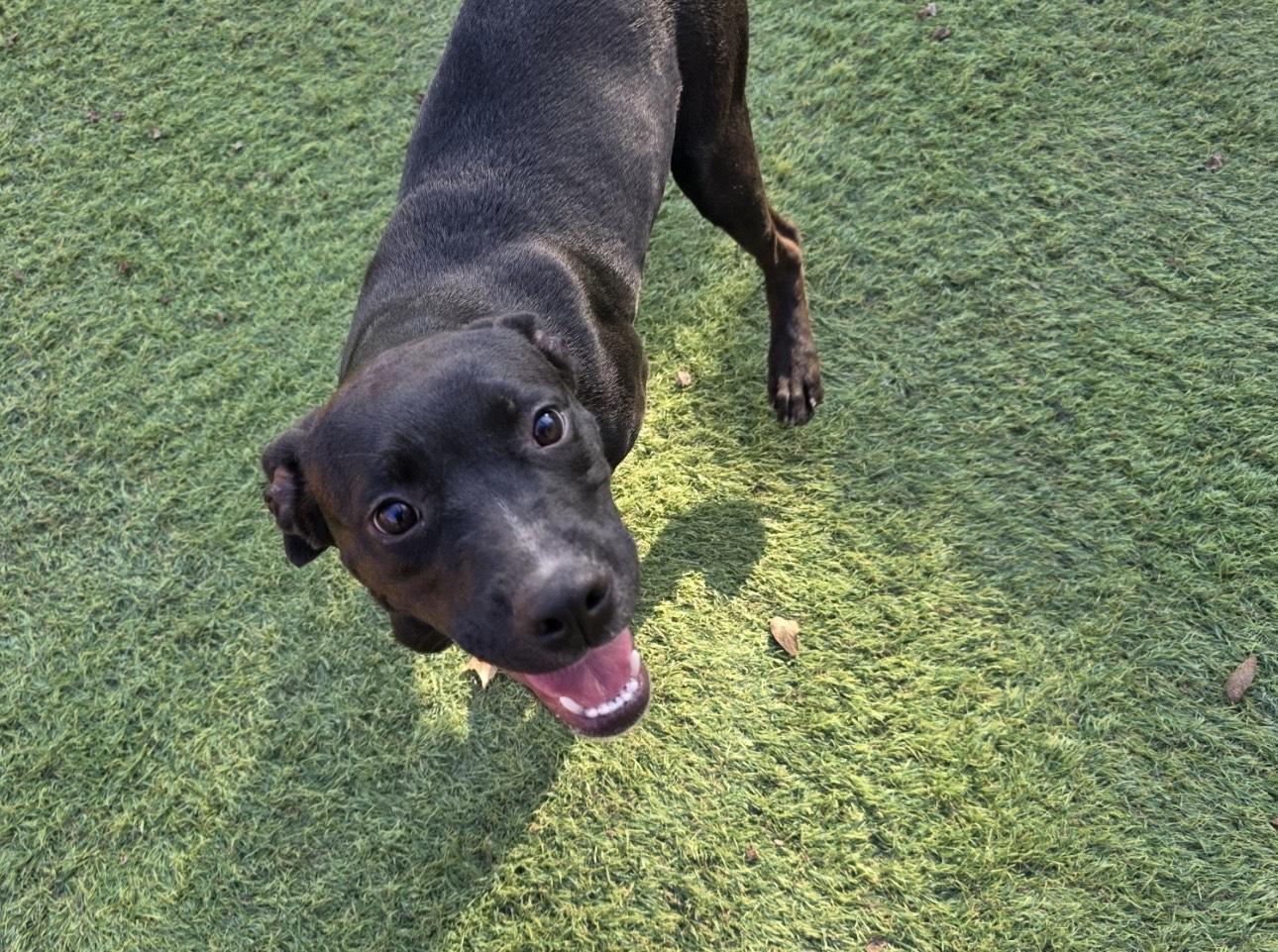 Dixie, a ADOPTABLE mixed breed in Huntington, NY image 3/5