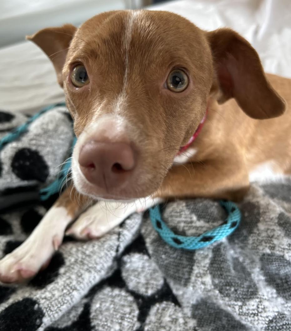 Mars Mixed Breed Dog