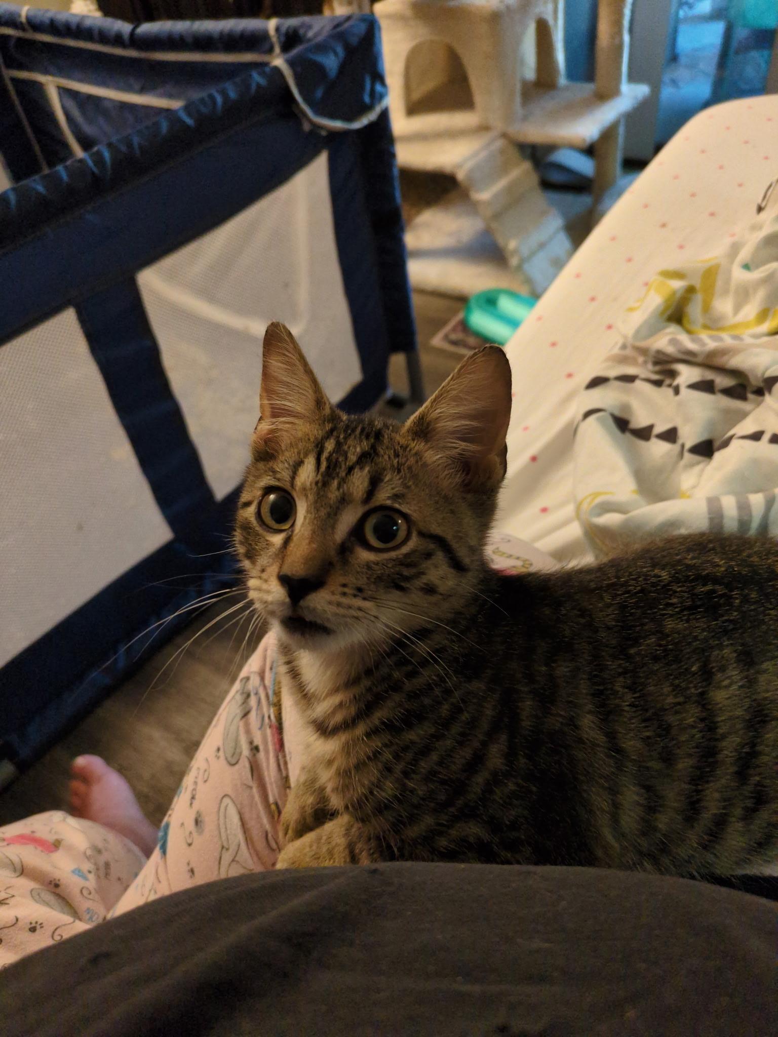 Enlarge Boooal (aka Hoot, BooBoo), a ADOPTABLE American Shorthair in North Chesterfield, VA image 2/2