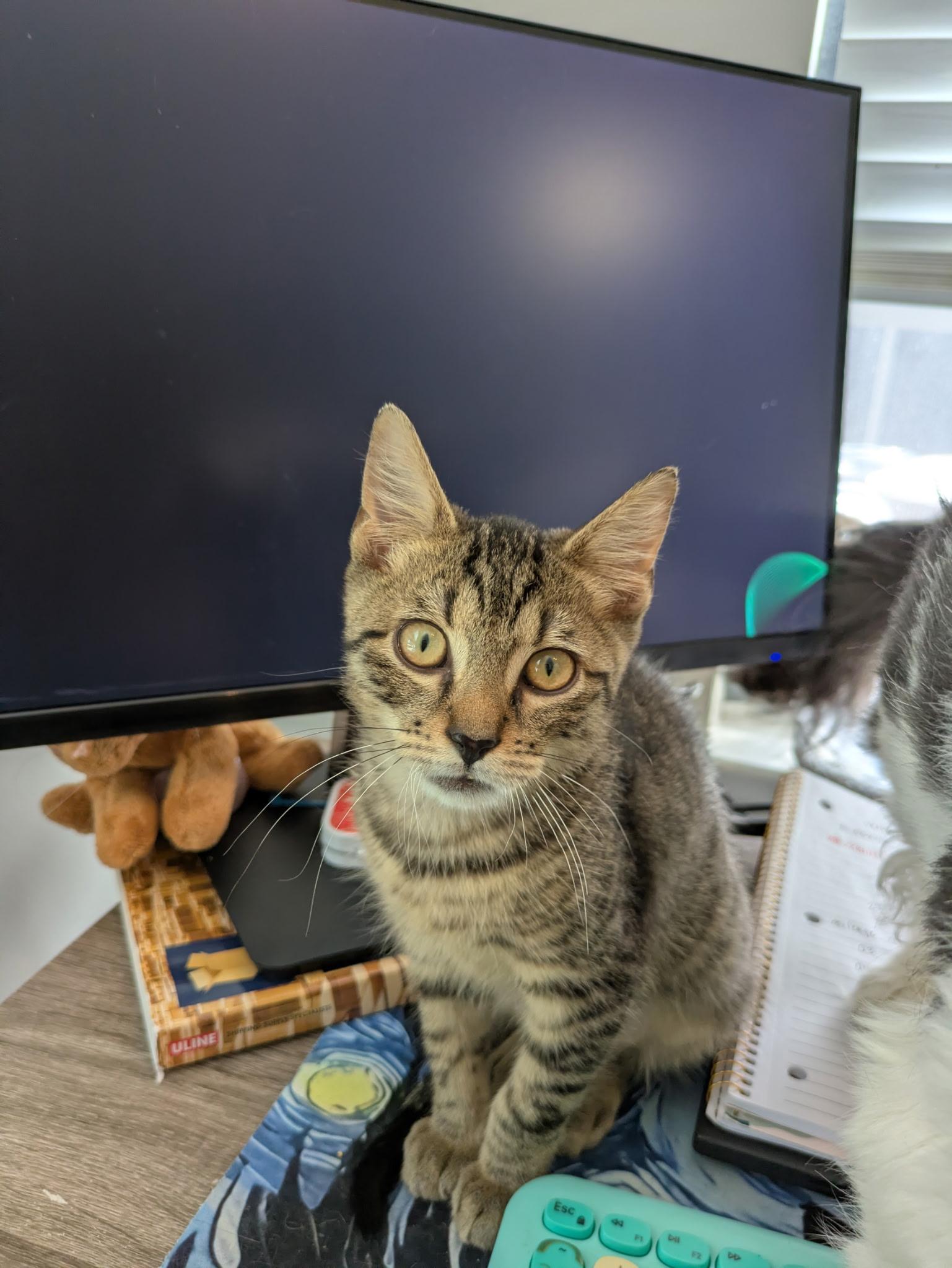 Enlarge Boooal (aka Hoot, BooBoo), a ADOPTABLE American Shorthair in North Chesterfield, VA image 1/2