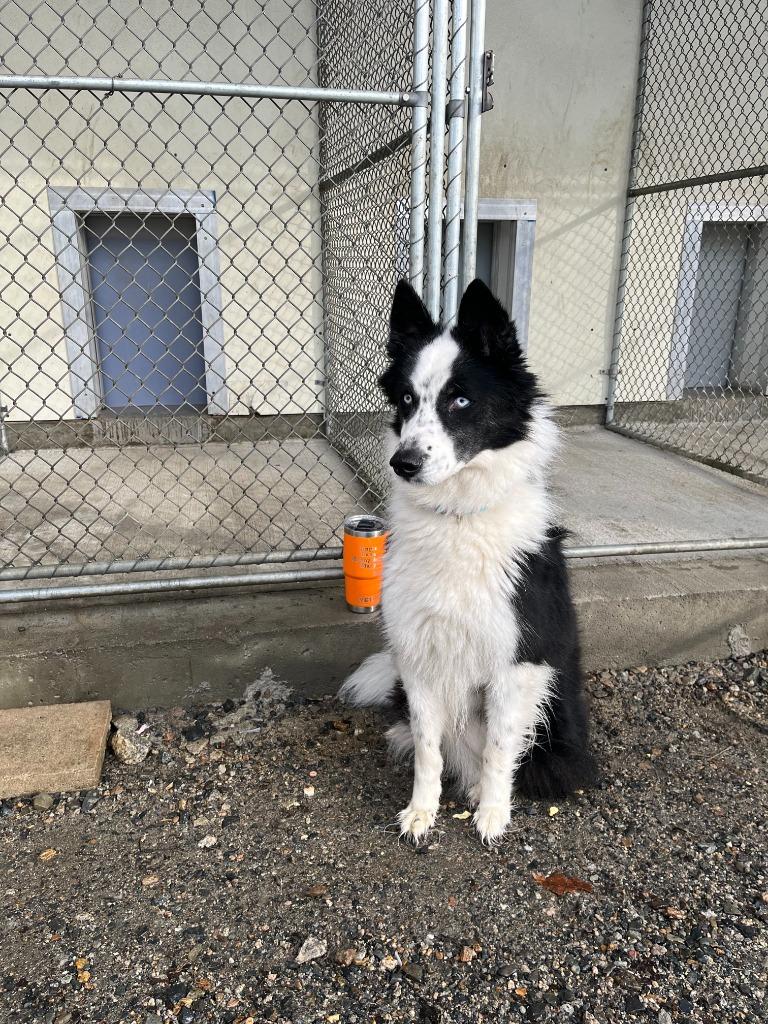 Enlarge Jasmine, a Adoptable mixed breed in Lunenburg, VT image 2/2