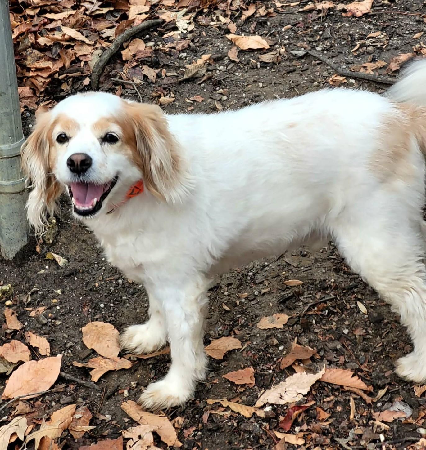 Robbie, adoptable, Senior Male Cavalier King Charles Spaniel & Cocker Spaniel.