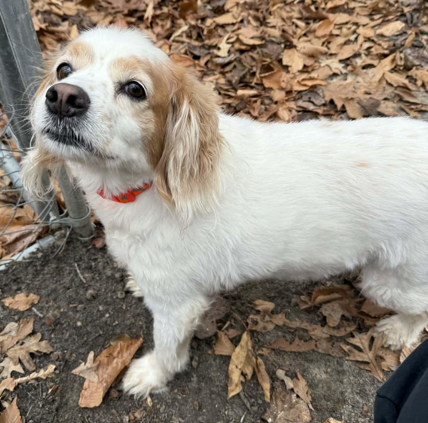 Enlarge Robbie, an adoptable mixed breed in Sunderland, MD image 2/6