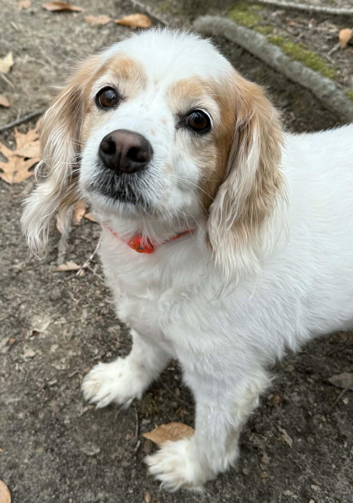 Enlarge Robbie, an adoptable mixed breed in Sunderland, MD image 3/6
