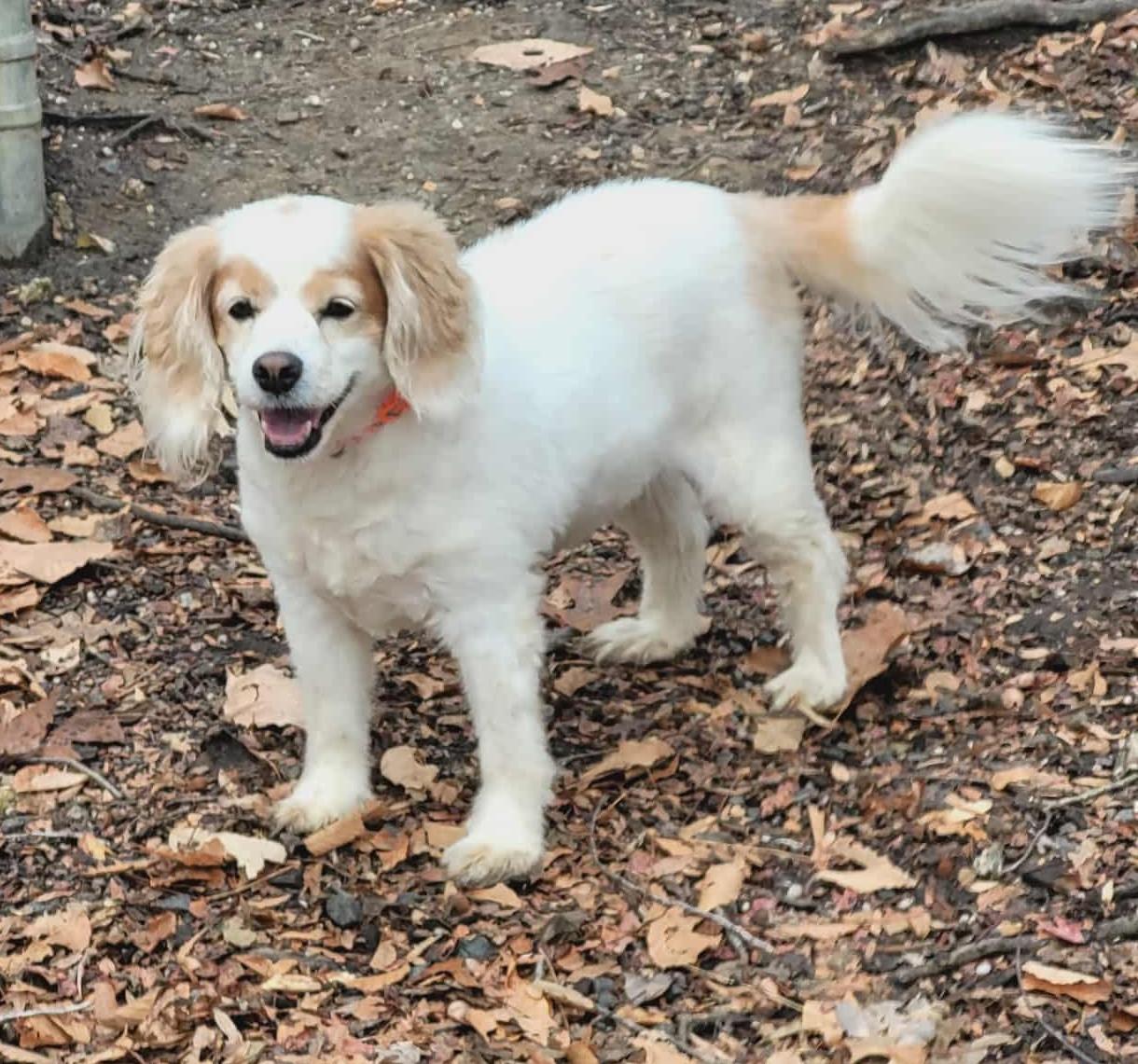 Enlarge Robbie, an adoptable mixed breed in Sunderland, MD image 4/6