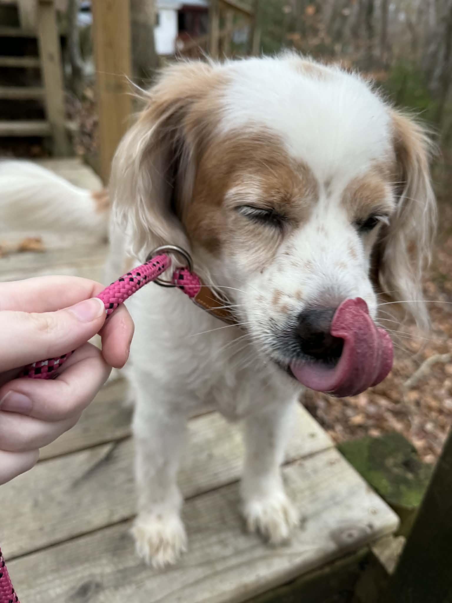 Enlarge Robbie, an adoptable mixed breed in Sunderland, MD image 5/6