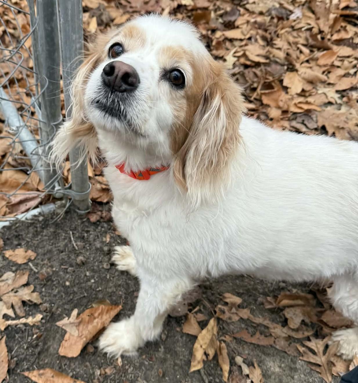 Enlarge Robbie, an adoptable mixed breed in Sunderland, MD image 6/6