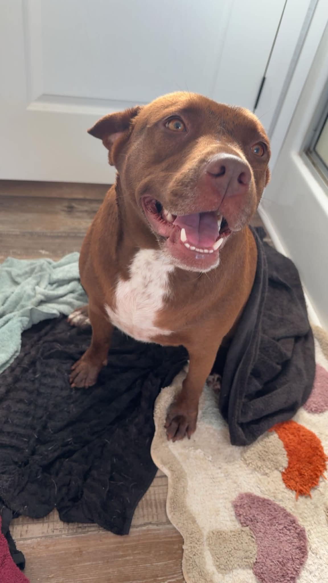 Willow, Adoptable, Adult Female Pit Bull Terrier & Labrador Retriever.