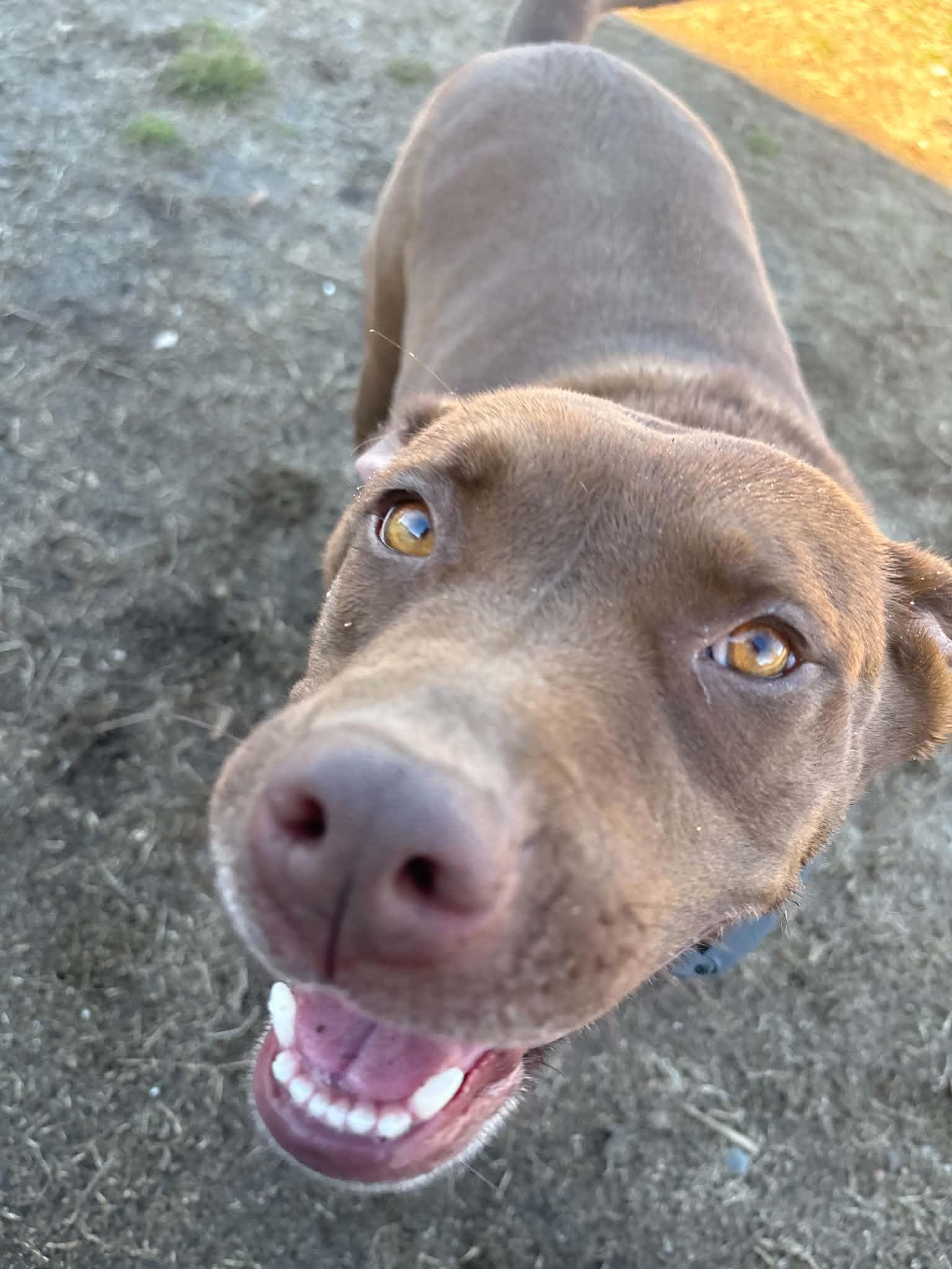 Willow, a Adoptable mixed breed in Toney, AL image 2/4